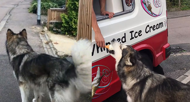 Góc đáng yêu: Mê ăn kem, chú chó Alaska quyết tâm chờ xe kem đến để mua mỗi ngày