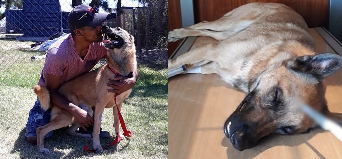 Cương quyết bảo vệ chủ khi bị tấn công, chú chó bị dao găm vào đầu vẫn không lùi bước