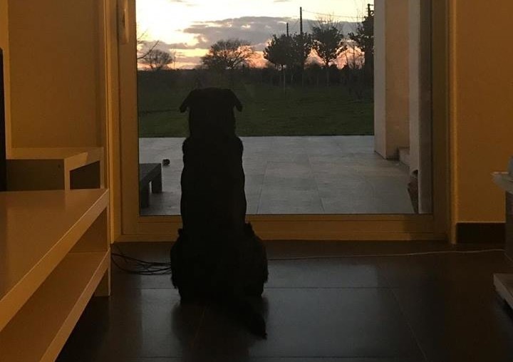 Cầu thủ bị rơi máy bay mất tích, nhói lòng nhìn chó cưng ngồi đợi anh trở về nhà