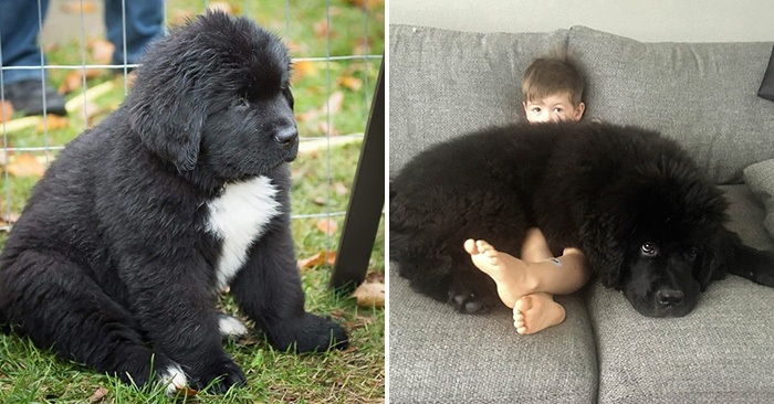 19 động vật ‘quá khổ’ khiến bạn mở tầm mắt, bức cuối chú chó siêu cơ bắp