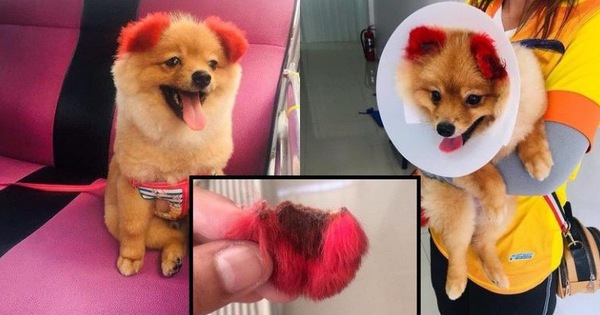 Ăn theo trào lưu "nhuộm tai chó màu hồng", cô chủ Thái Lan bị chỉ trích vì khiến thú cưng dị ứng đến rụng cả tai
