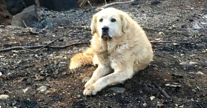 Chó đợi chủ gần một tháng ở căn nhà cháy rụi cho đến khi họ trở về