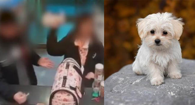 Dân tình phẫn nộ khi người phụ nữ Hàn Quốc ném chết một chú cún chỉ vì Tức giận do không được chủ tiệm hoàn tiền