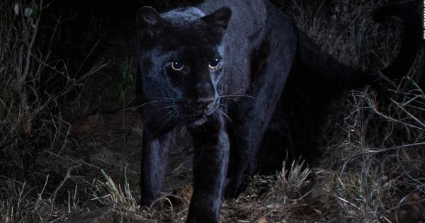 Phát hiện con vật quý hiếm trong truyền thuyết, 100 năm mới chụp được ảnh một lần