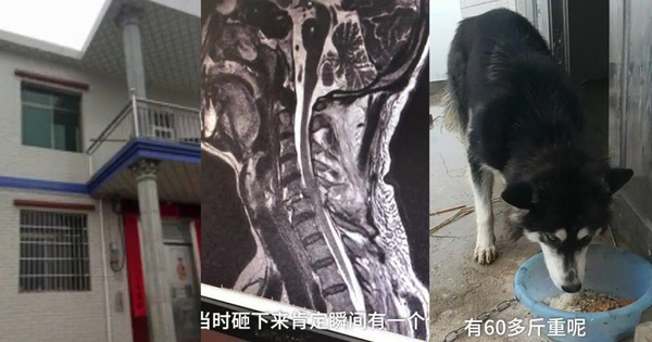 Xa nhau hơi lâu, "boss ngáo" nhảy một phát từ tầng 2 xuống đón khiến sen gẫy cổ