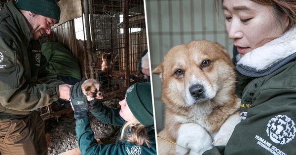 Giải cứu gần 200 con chó tại cơ sở thú cưng kết hợp giết thịt ở Hàn Quốc
