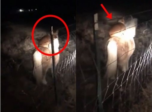 Cún cưng mất tích, chủ tá hỏa đi tìm và thấy nó đang làm chuyện lạ với ngựa lúc nửa đêm