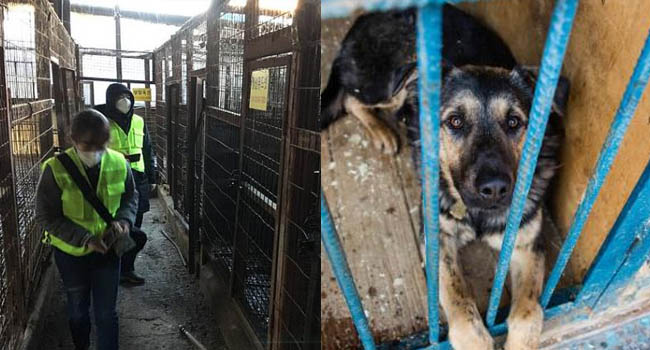 Thị trưởng Seoul đưa ra tuyên bố chính thức: ‘Sẽ đóng cửa tất cả các lò giết thịt chó ở đây’