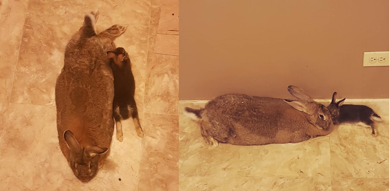 Nàng to béo gấp 4 lần chàng, cặp đôi thỏ chứng tỏ yêu là không chê bai cân nặng của nhau