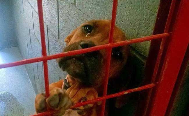 Xúc động hình ảnh chú chó khóc khi nhận ra bị chủ nhân bỏ rơi
