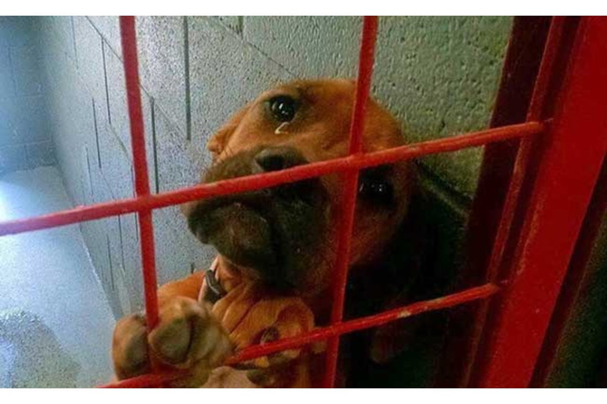 Xúc động hình ảnh chú chó khóc khi nhận ra bị chủ nhân bỏ rơi