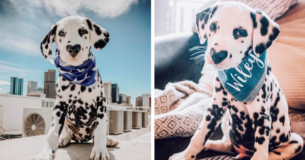 Chú chó đốm trở thành ngôi sao Instagram nhờ chiếc mũi hình trái tim độc nhất vô nhị