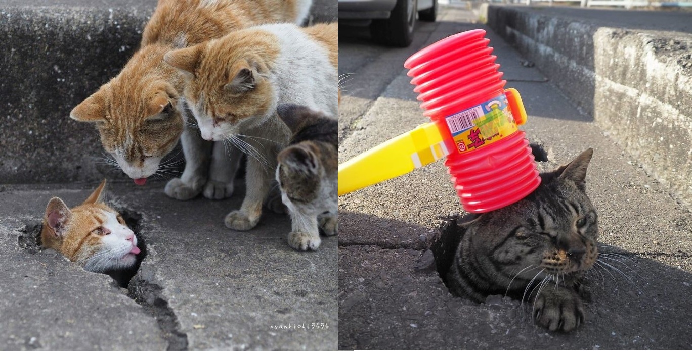 Bị bạc đãi và bỏ rơi, anh em mèo Nhật Bản rủ nhau chui xuống cống sống đời an yên