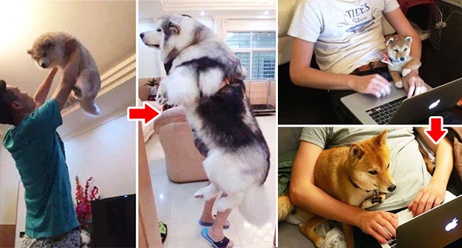 Cưng hết nấc với những chú chó dậy thì thành công ngoài sức tưởng tượng