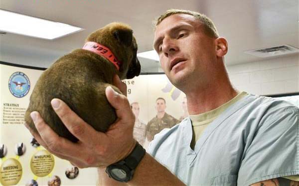 Bộ dạng “ngơ ngơ” vào ngày đầu đi làm của những chú chó nghiệp vụ làm trái tim dân mạng rung rinh