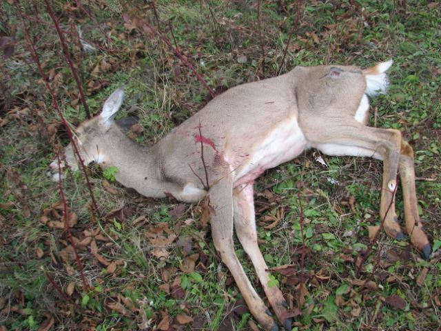 Năm 2005 đã từng có 200 người ăn thịt Hươu Zombie nhiễm CWD và đây là kết quả