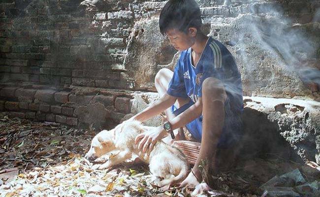 Chú chó ốm không muốn làm phiền chủ khiến cư dân mạng xúc động