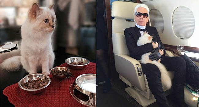 Cô mèo của huyền thoại Karl Lagerfeld sẽ là “em boss” giàu nhất thế giới với 4600 tỷ?