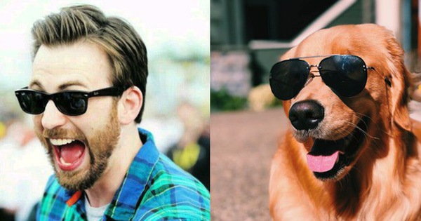 [Vui] Twitter chỉ ra sự giống sau đến kỳ lạ giữa tài tử Chris Evans và chó Golden Retriever