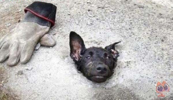 Chú chó bị ngược đãi nhấn chìm trong xi măng với ánh mắt đầy bất lực
