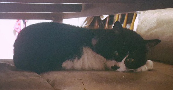 Câu chuyện xúc động về chú mèo đưa thư đang lấy đi nước mắt của dân mạng Nhật