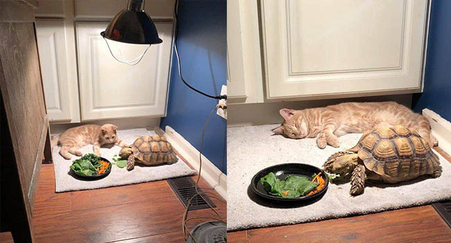 Đáng yêu nổ Twitter là câu chuyện mèo chờ bạn rùa ăn xong để chơi lâu đến mức ngủ gục bên cạnh