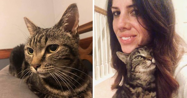 Câu chuyện chú mèo đi lạc 13 năm bất ngờ đoàn tụ với chủ cũ khiến dân mạng cảm động