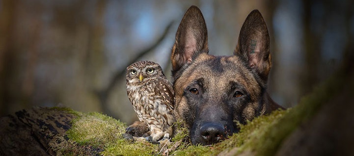 Tình bạn ngọt ngào của cặp đôi chó chăn cừu Ingo  - chim cú oldi