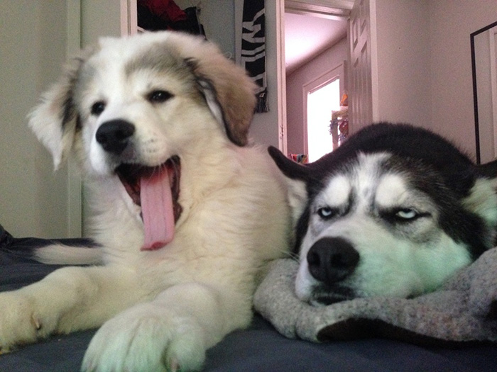 Nhà có thành viên mới, “Hắn” thể hiện sự hờn dỗi thế này đây