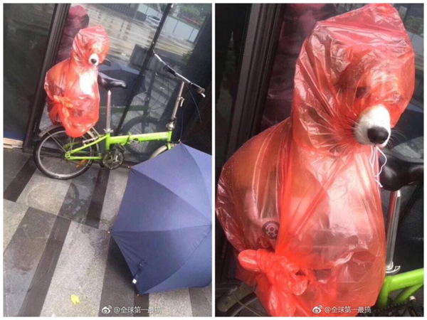 MƯA GIÓ BÃO BÙNG NHƯNG ‘BOSS’ VẪN NẰNG NẶC ĐÒI ĐI CHƠI VÀ ĐÂY LÀ CÁI KẾT