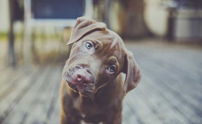 Lý giải vì sao chó hay nghiêng đầu khi nghe chủ tâm sự