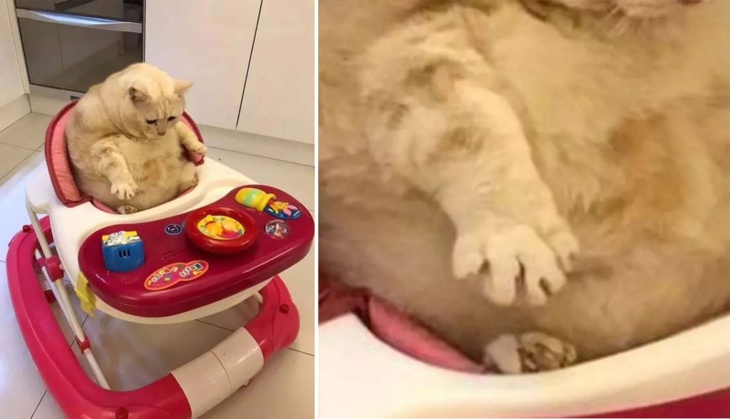 Không nhịn nổi cười với chú mèo ú lu mắc kẹt khi ngồi vào xe đẩy trẻ em