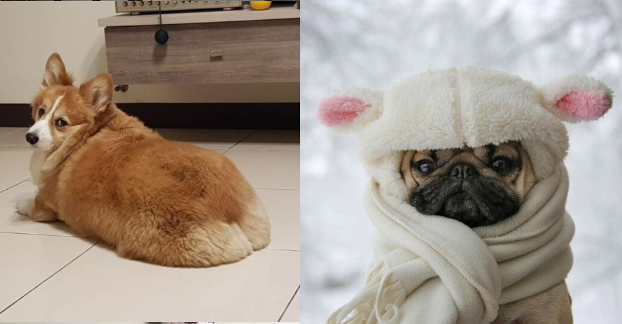 Những điều mà chỉ những người nuôi chó và yêu chó mới hiểu được!