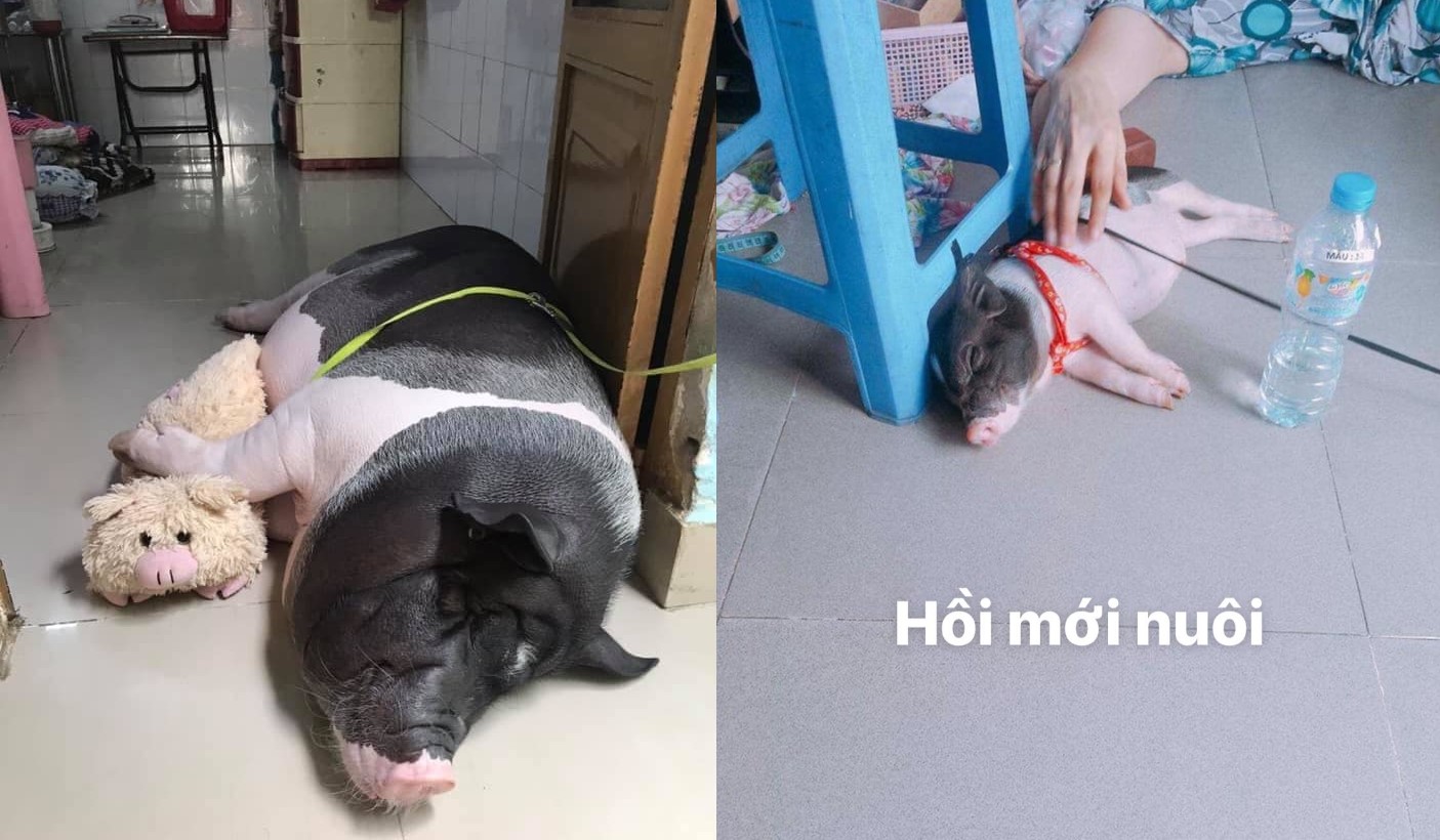 Tin lời người bán rằng heo "mini" sẽ mãi nhỏ xinh, sau 1 năm chủ nhân tá hỏa vì cái kết thế này đây!
