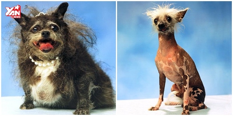 Chuyện thương tâm đằng sau quán quân cuộc thi "Chó xấu nhất thế giới"