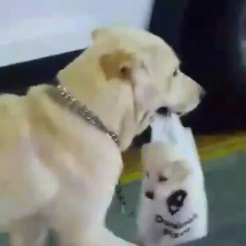 Những điều mà chỉ những người nuôi chó và yêu chó mới hiểu được!