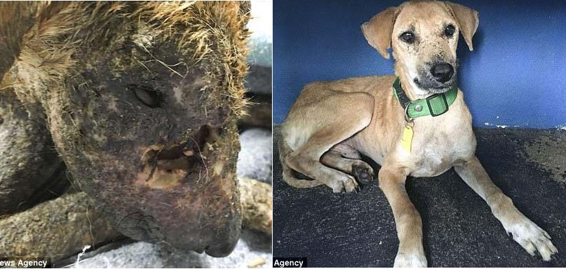 Phát hiện trong tình trạng mê man, thương tích đầy mặt, chú chó được cứu sống một các kỳ diệu