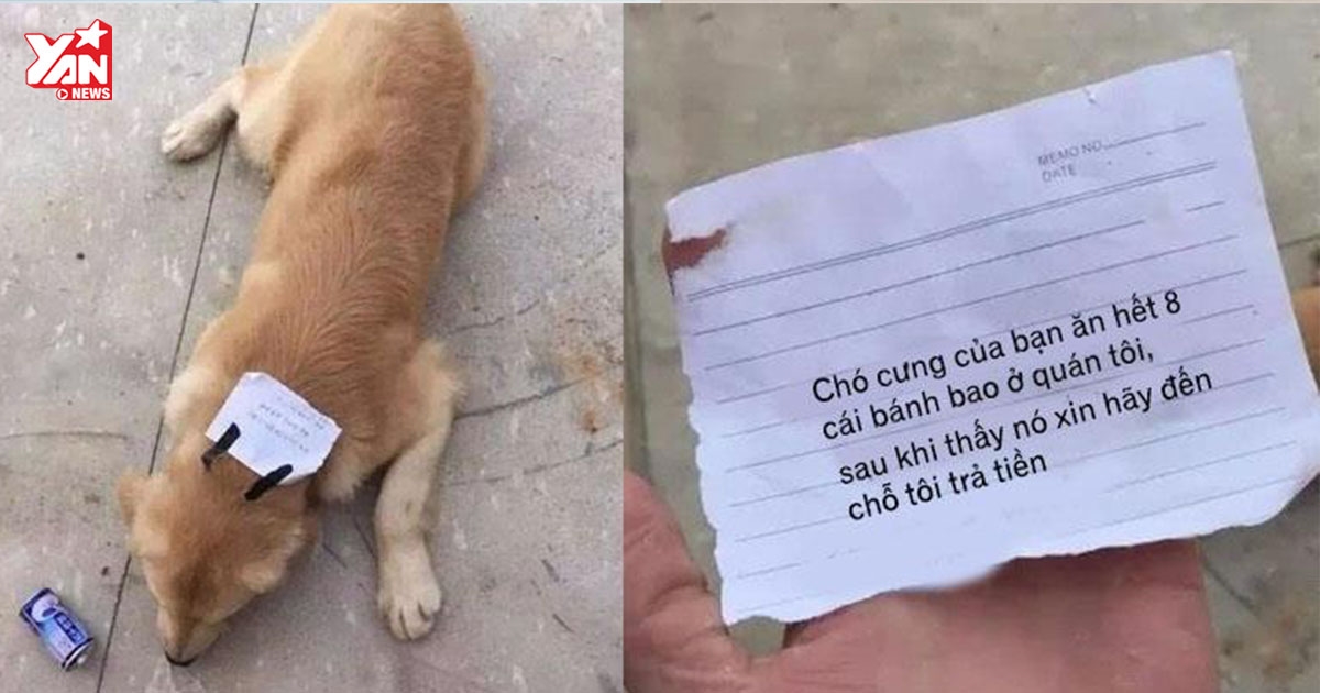 Bị chủ mắng, chú chó bỏ nhà ra đi, lúc trở về còn "vác" theo cả một khoản nợ