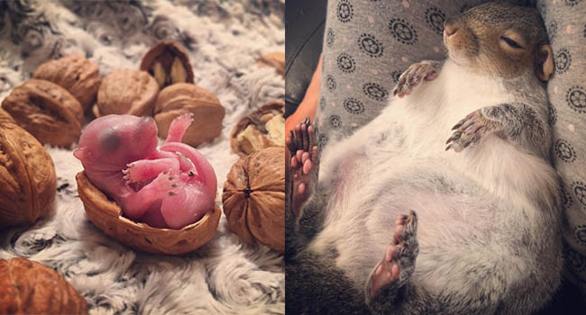 Em bé sóc sơ sinh bị mẹ bỏ rơi được “sen” nhặt về nuôi, mập mạp béo tốt nhưng lại mắc bệnh lạ