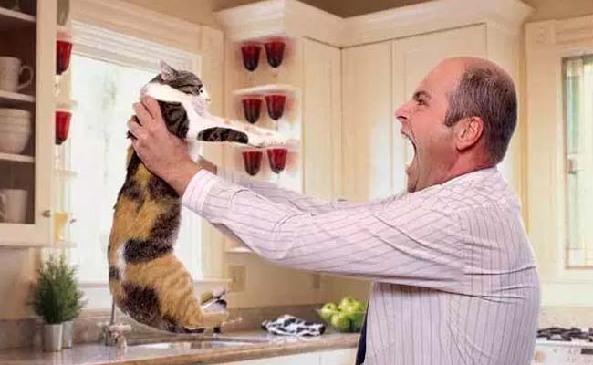 Mèo ghét gì? 10 điều bạn không nên làm với mèo cưng