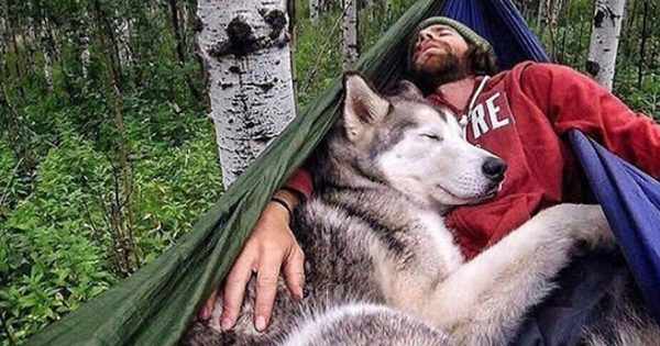 Chùm ảnh: 15 điều cần biết nếu bạn muốn nuôi một chú chó-lai-sói siêu đáng yêu trong nhà