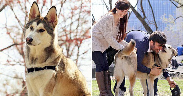 Chú chó báo động chủ về đám cháy lúc nửa đêm nhưng cuối cùng nó lại chết trong biển lửa