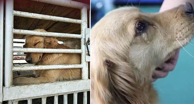 Chú chó nhỏ cảm động rơi nước mắt sau khi được cứu thoát khỏi lò mổ giết thịt