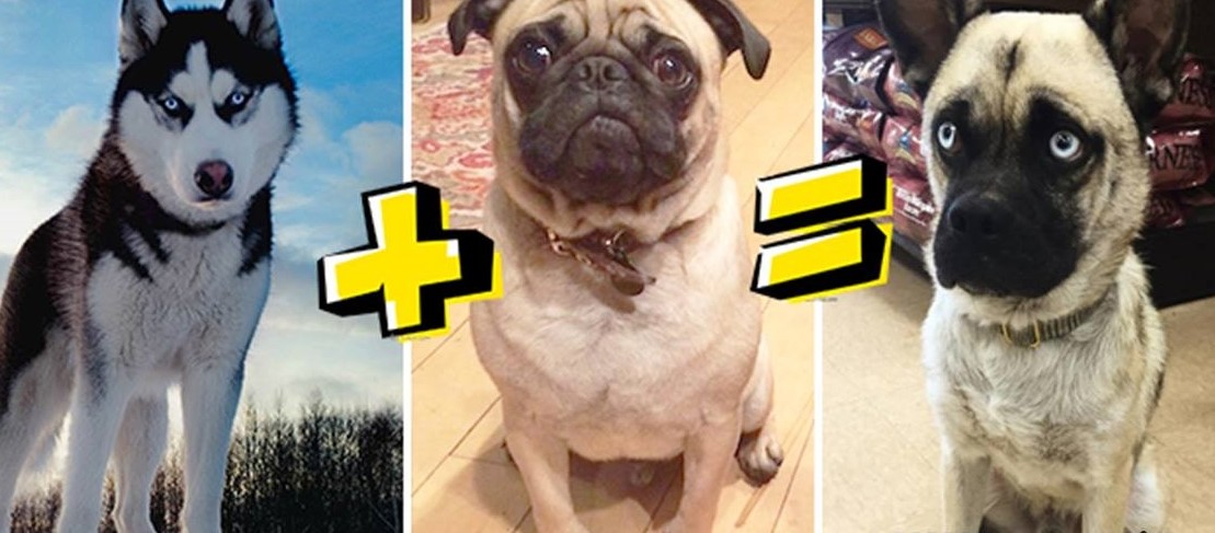 'Chết cười' với kết quả khi lai chó Pug với những giống chó khác!
