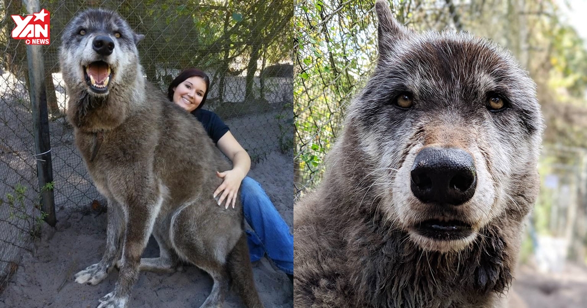 Chú husky lai sói bị vứt vào lò giết vì quá khổng lồ, được giải cứu lại nhận án tử mới