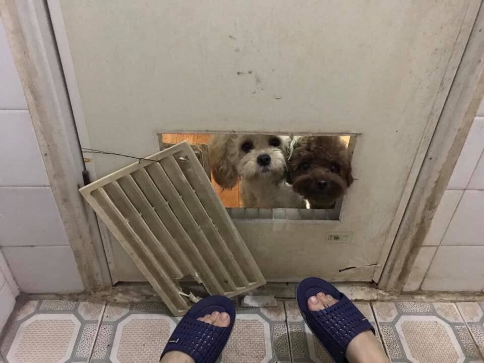 Con sen đi vệ sinh cũng không yên với dàn boss: Phá cả cửa chỉ để hỏi "Sen ơi làm gì đấy?"