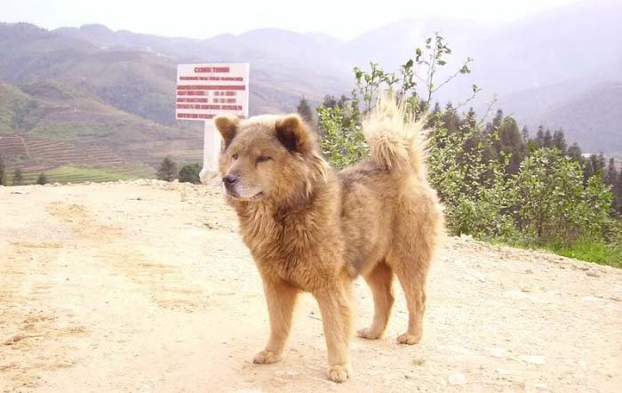 Thông tin cơ bản về giống chó Bắc Hà, quốc khuyển của Việt Nam