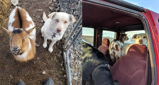 Buồn chán, chú chó bỏ nhà đi bụi và dẫn cả một “băng đảng giang hồ” về nhà