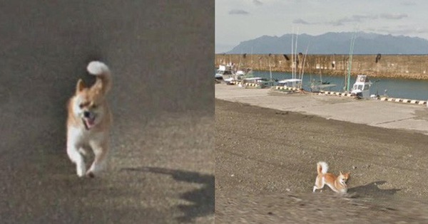 Chú chó Nhật 'hủy hoại' mọi khung hình của Google Street View vì đuổi theo camera