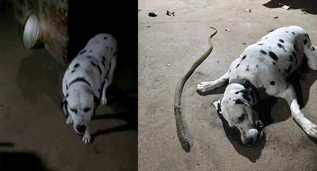 Liều mình cắn rắn hổ mang để cứu chủ, chú chó lảo đảo vài bước rồi ra đi mãi mãi